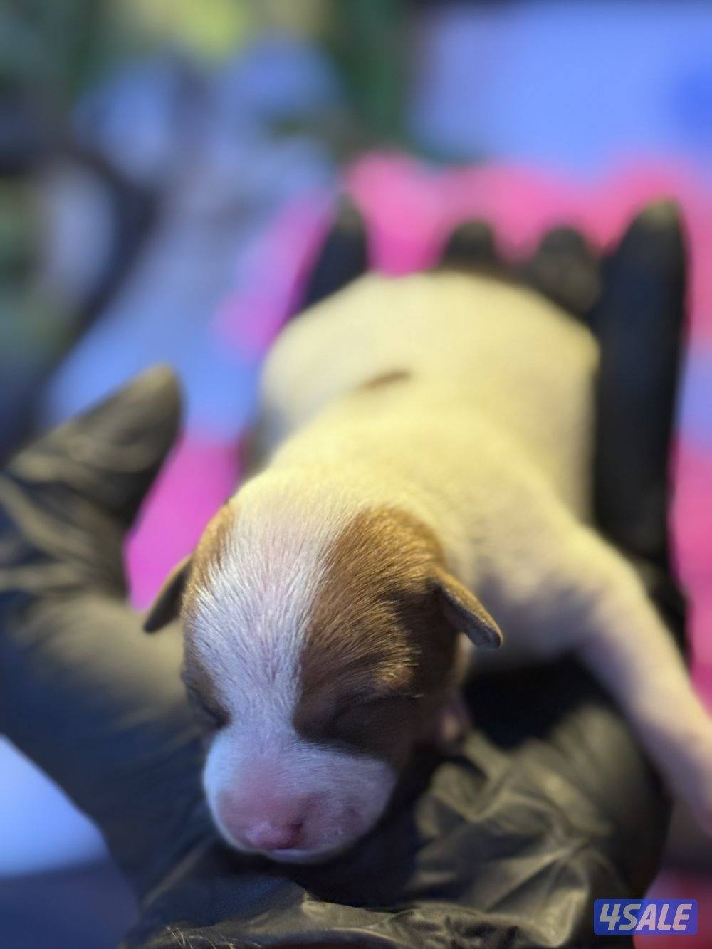 Jack Russell Terrier puppies 🐶1