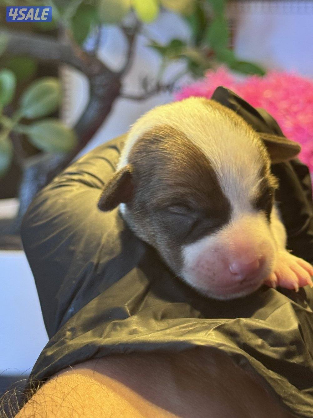 Jack Russell Terrier puppies 🐶2