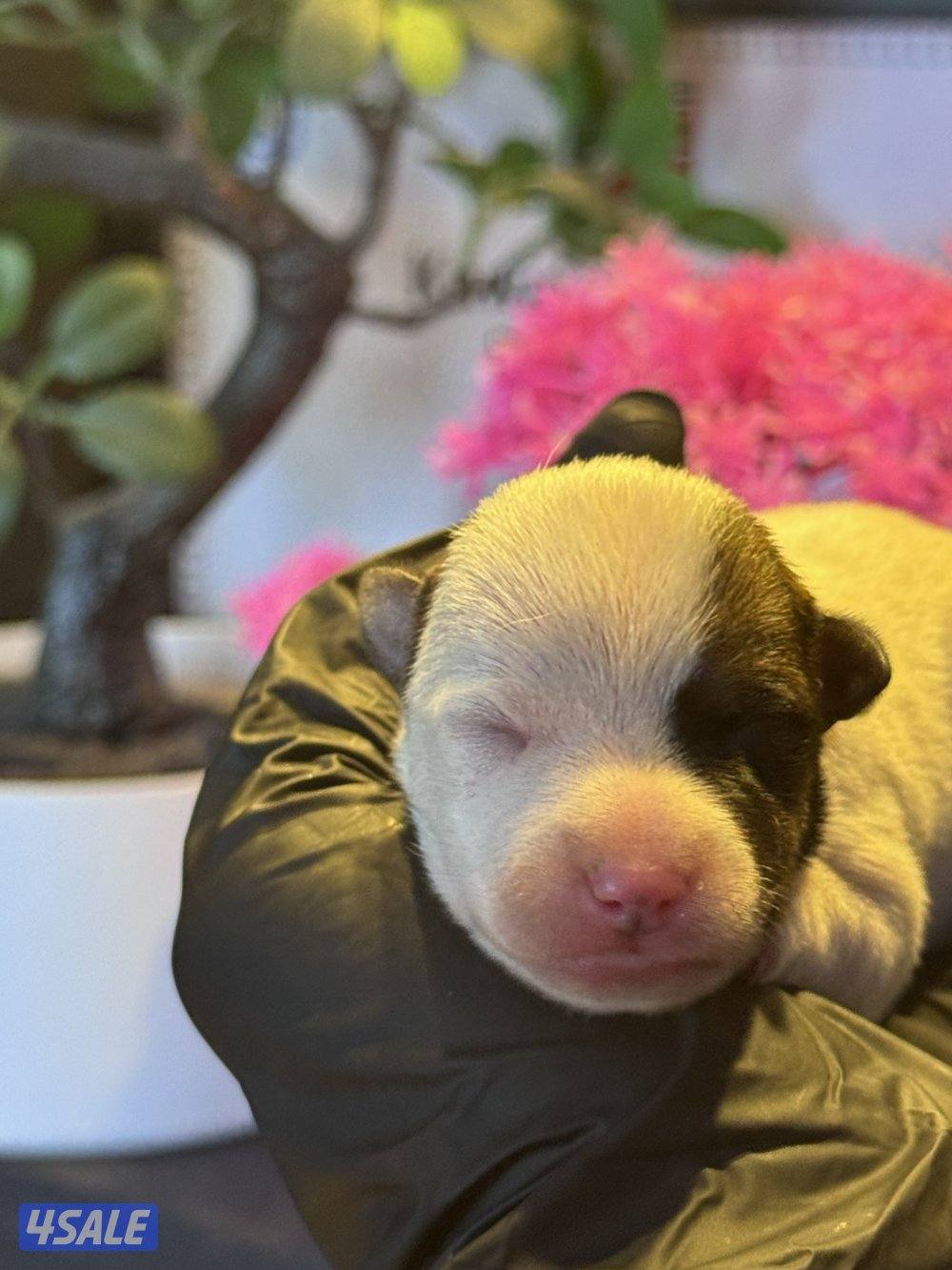 Jack Russell Terrier puppies 🐶3