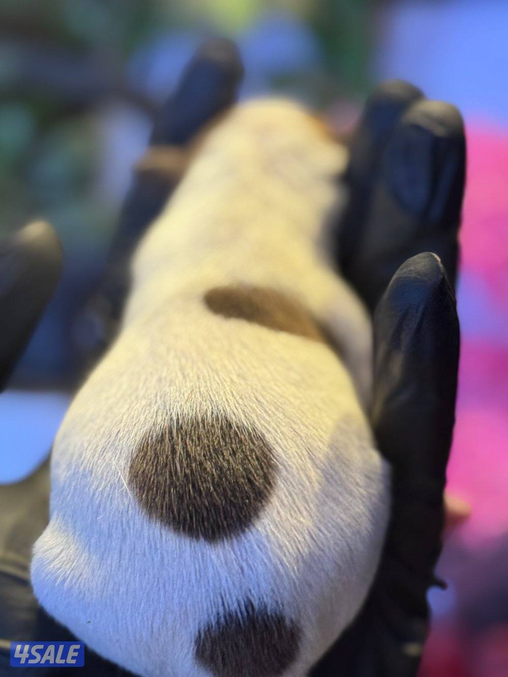 Jack Russell Terrier puppies 🐶4