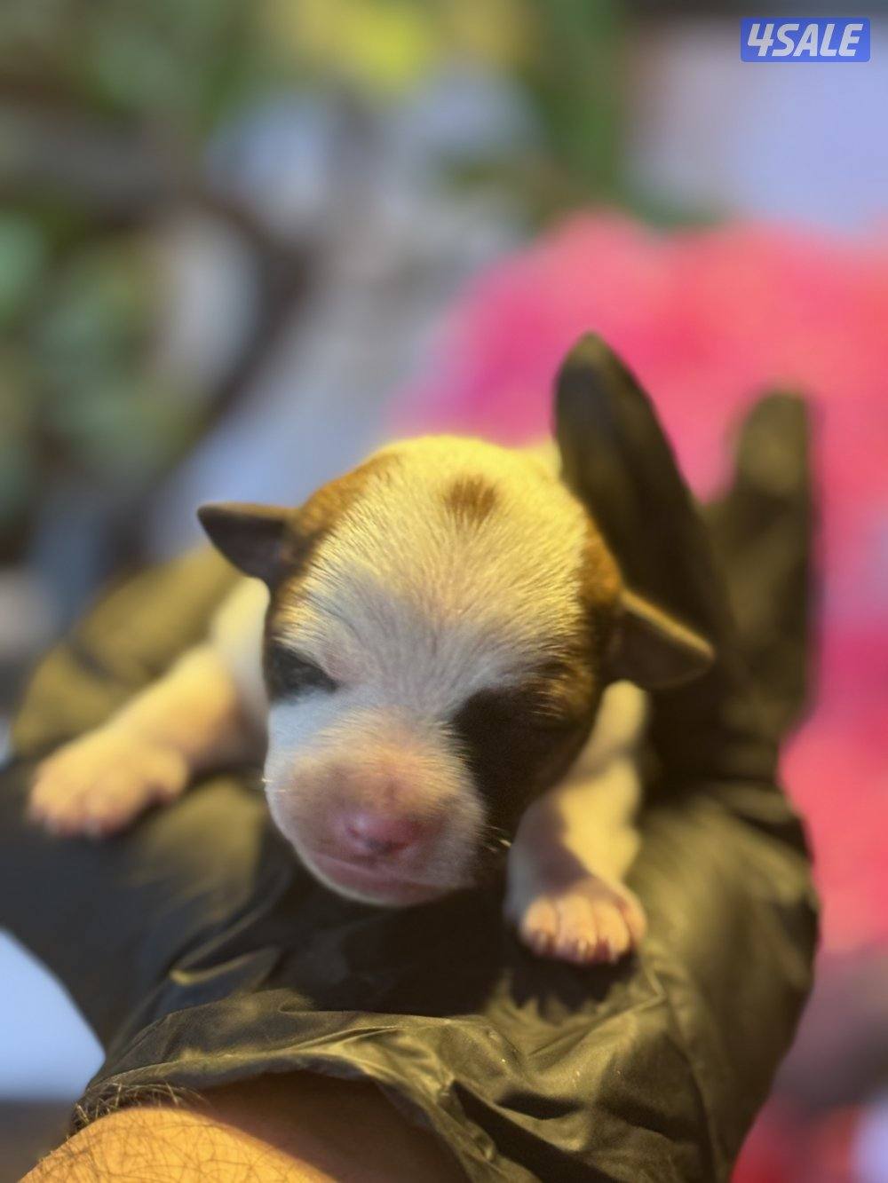 Jack Russell Terrier puppies 🐶5