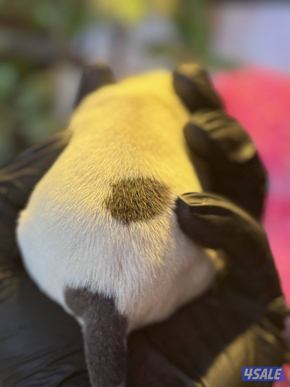 Jack Russell Terrier puppies 🐶7