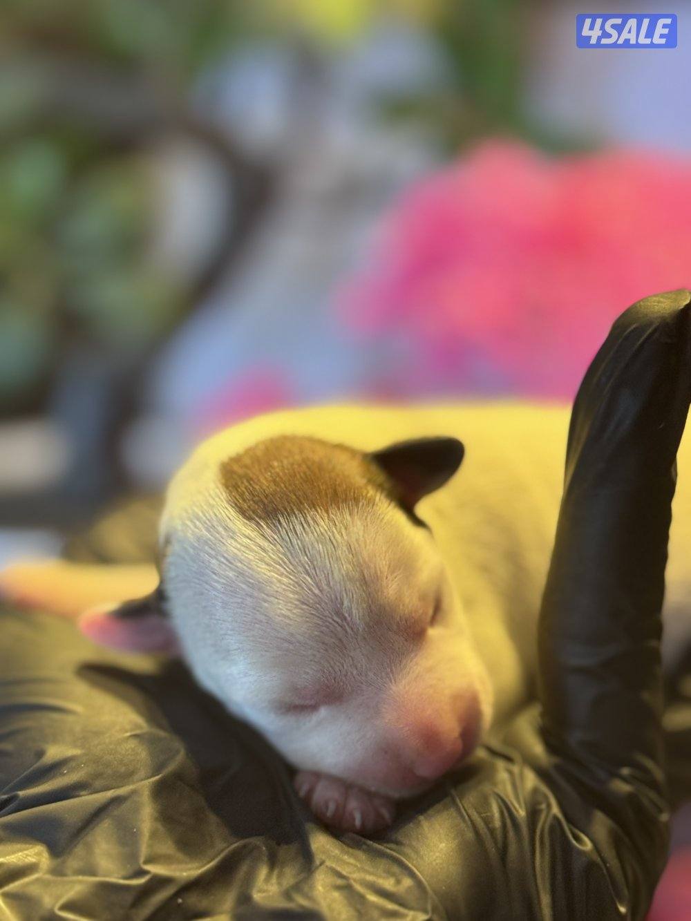 Jack Russell Terrier puppies 🐶8