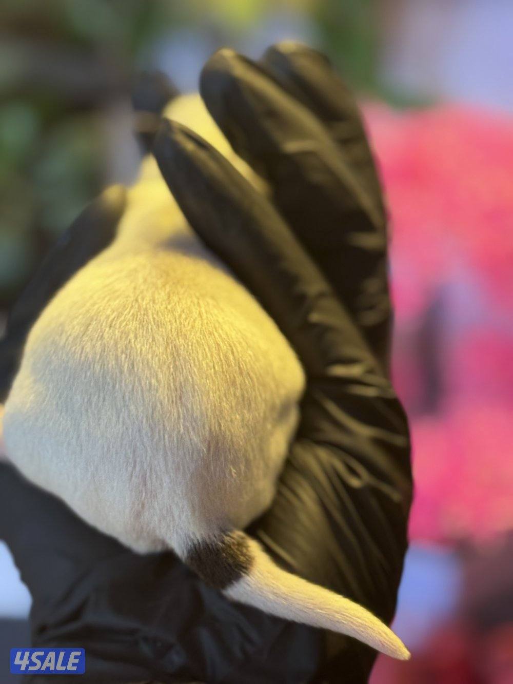 Jack Russell Terrier puppies 🐶9