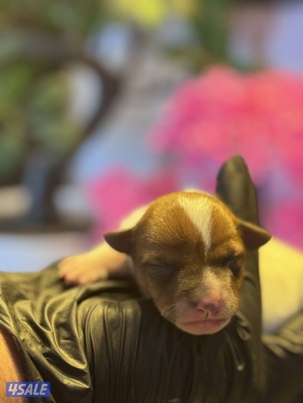 Jack Russell Terrier puppies 🐶10