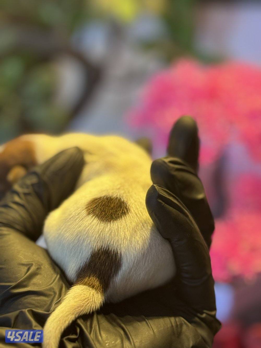 Jack Russell Terrier puppies 🐶11