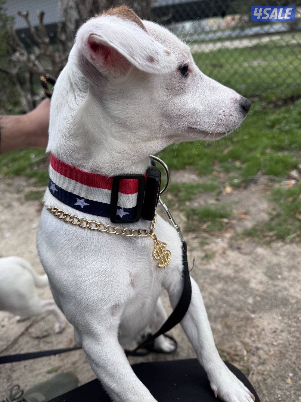 Jack Russell Terrier puppies 🐶12