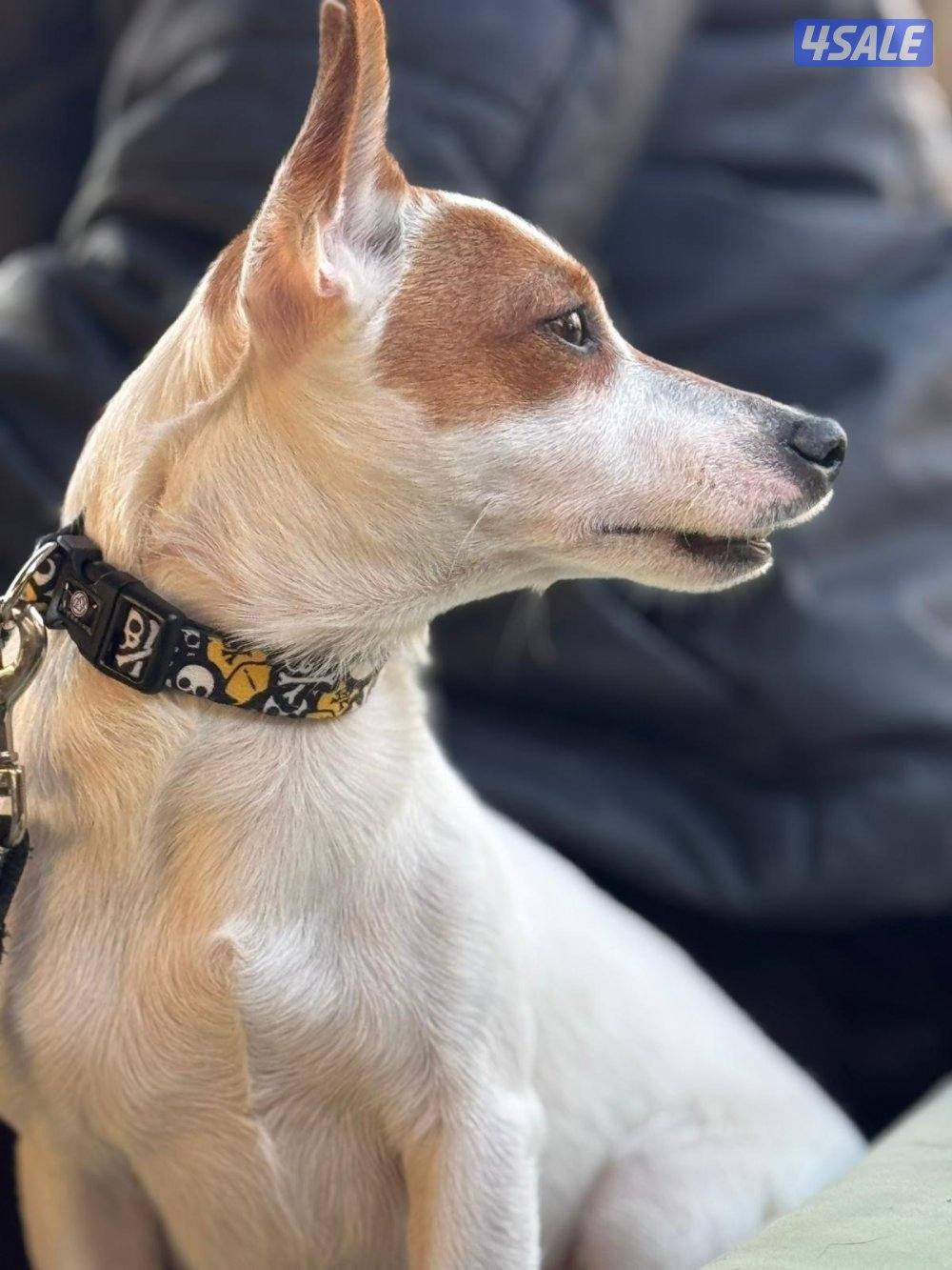 Jack Russell Terrier puppies 🐶14