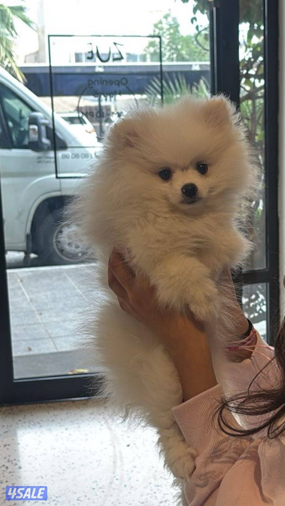 Pomeranian puppy girl 3month old0