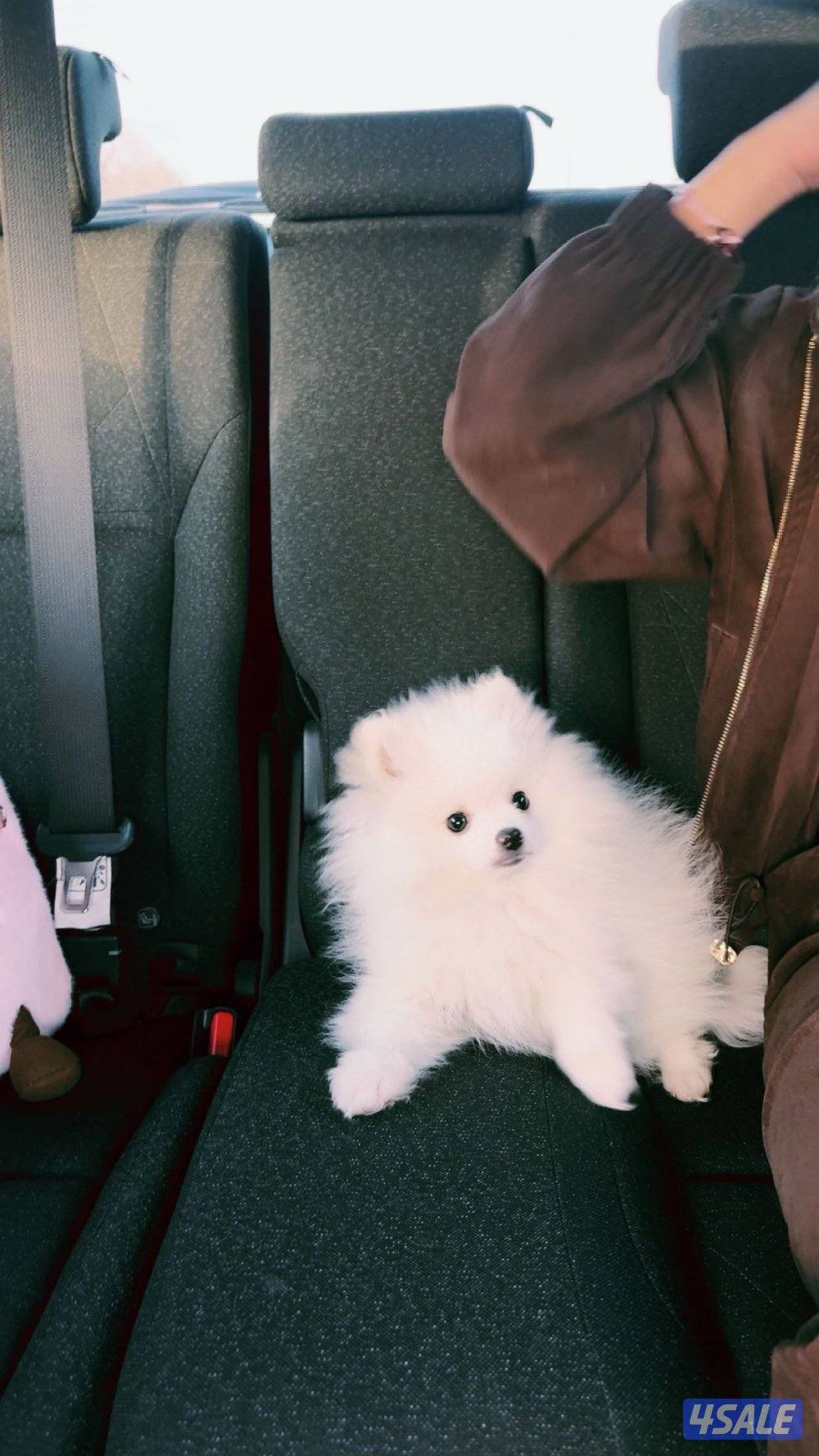 Pomeranian puppy girl 3month old1