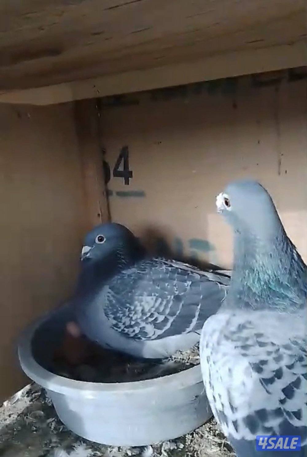 للبيع ازواج زاجل ولاحم0