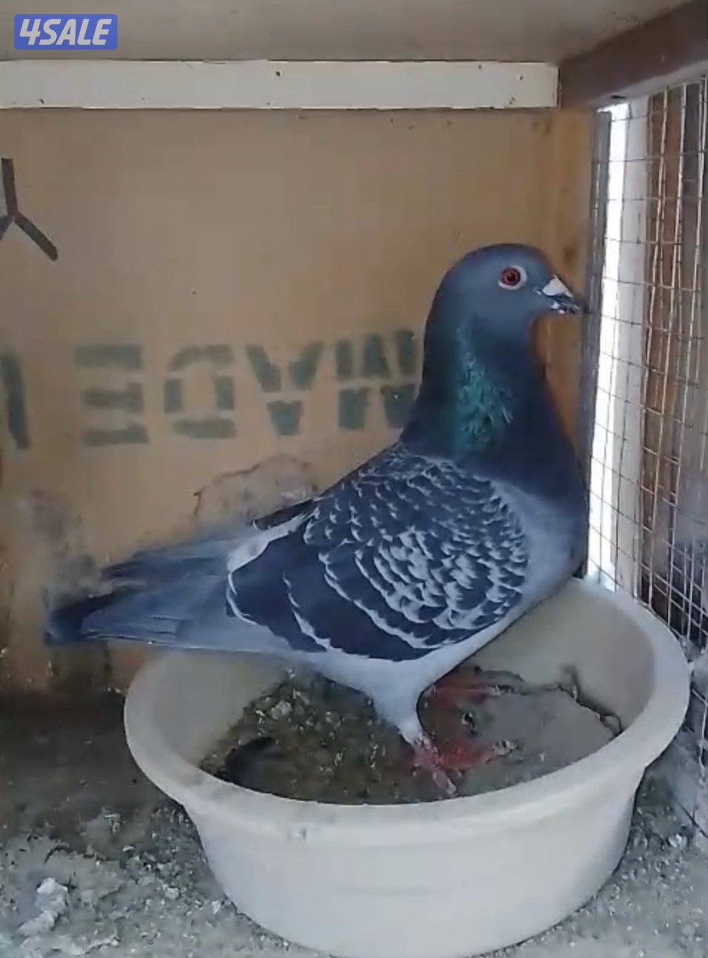 للبيع ازواج زاجل ولاحم1