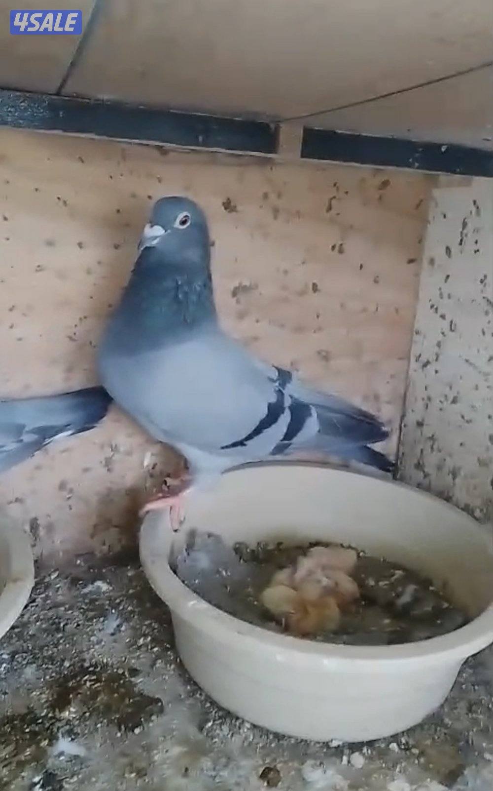 للبيع ازواج زاجل ولاحم2