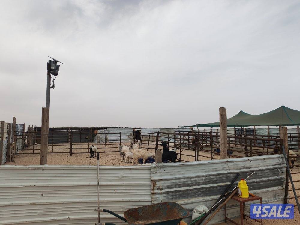 للبيع كبره وشبوك ومعالف وتوانكي وجربه0