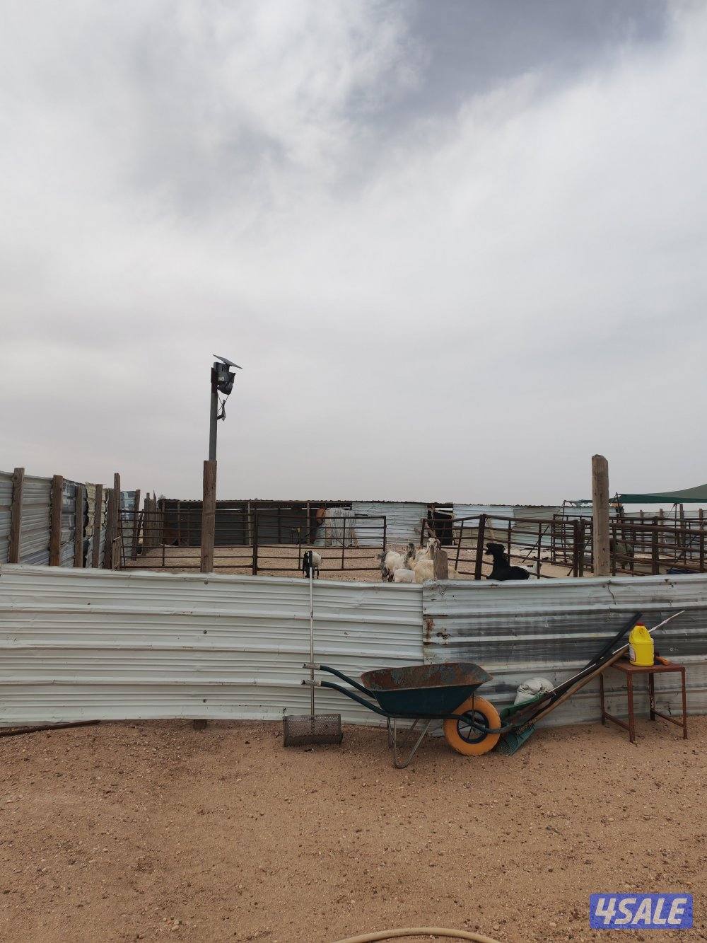 للبيع كبره وشبوك ومعالف وتوانكي وجربه1