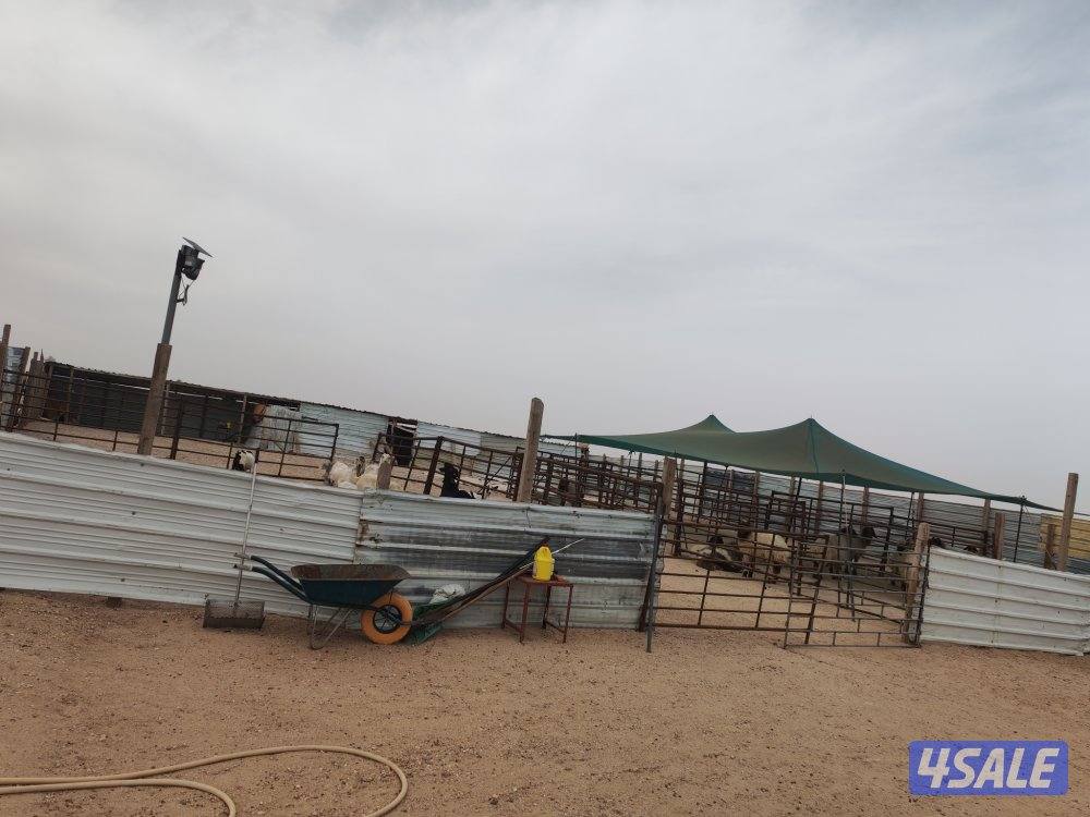 للبيع كبره وشبوك ومعالف وتوانكي وجربه2