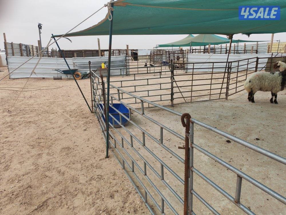 للبيع كبره وشبوك ومعالف وتوانكي وجربه3