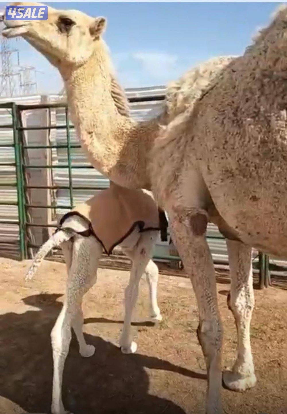 خلفة منيحه للبيع0