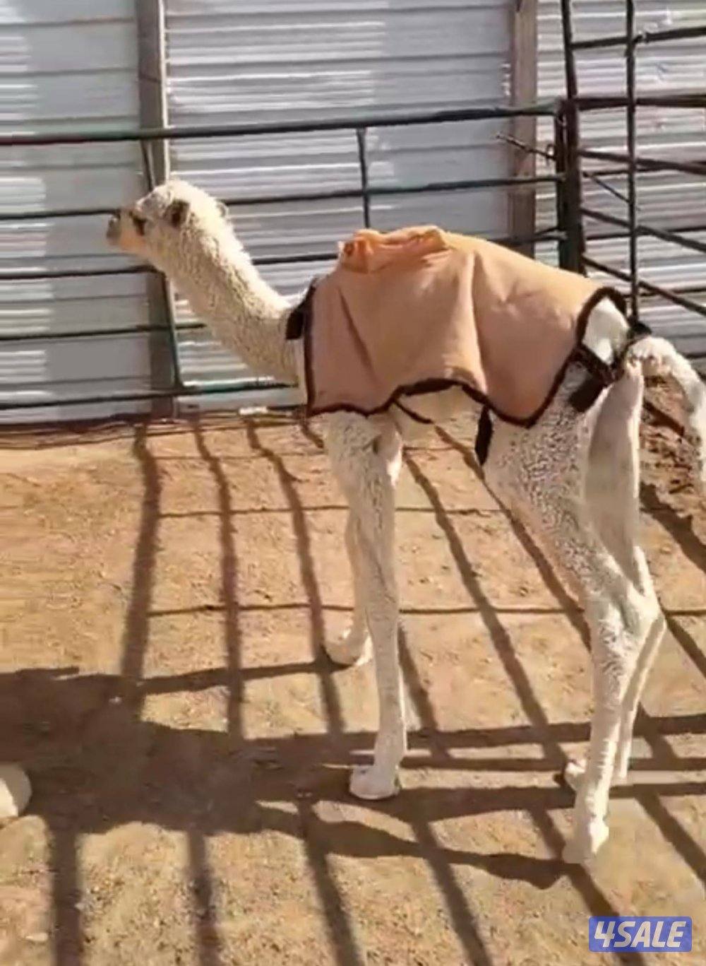 خلفة منيحه للبيع1