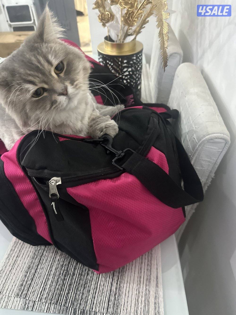 تبني القطو ذكر عمره سنتين و نس1