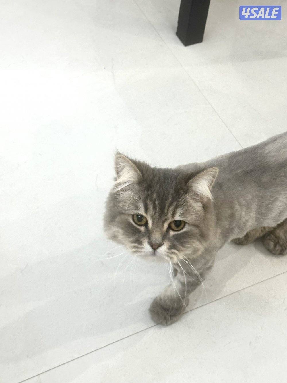 تبني القطو ذكر عمره سنتين و نس2