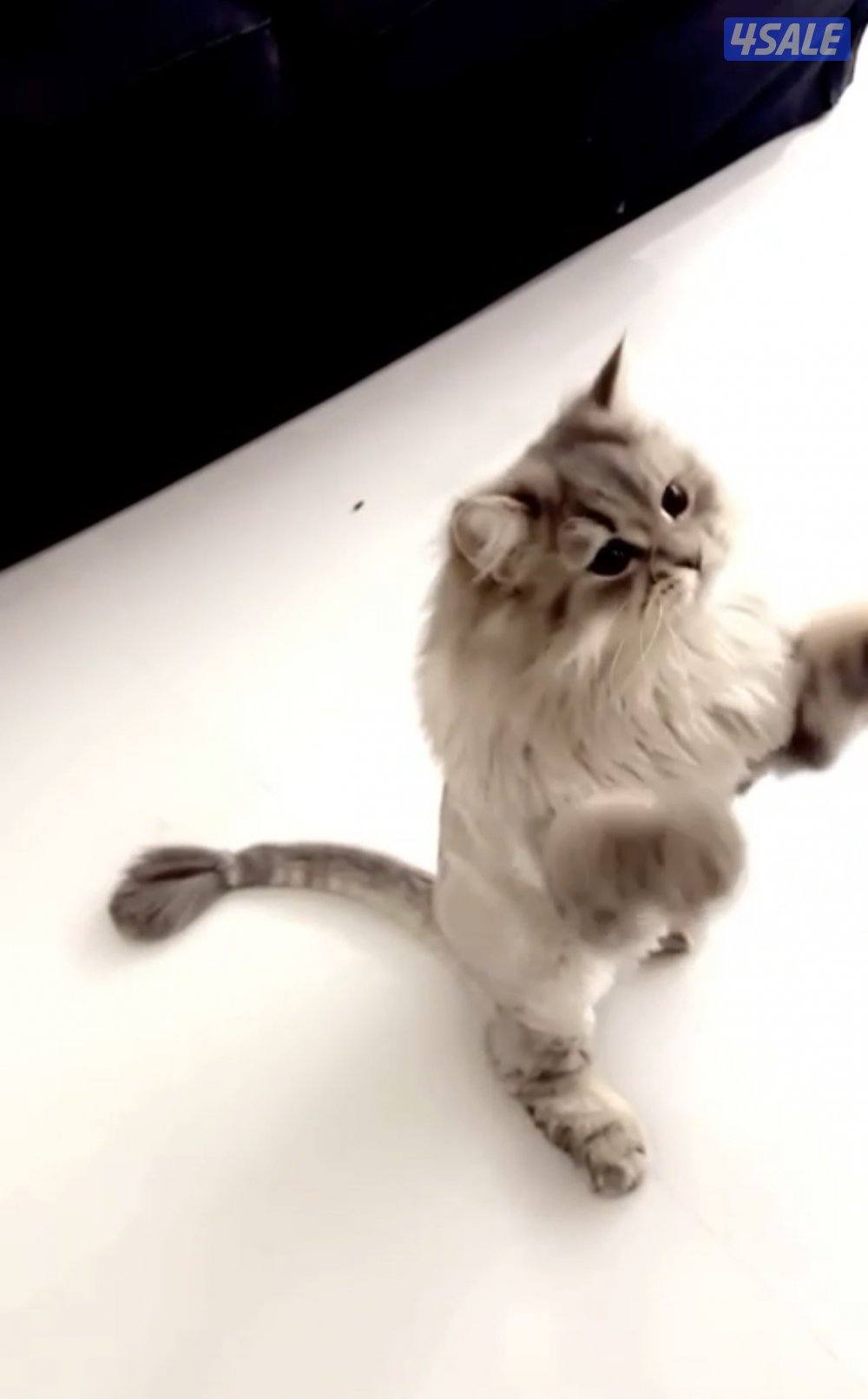 تبني القطو ذكر عمره سنتين و نس3