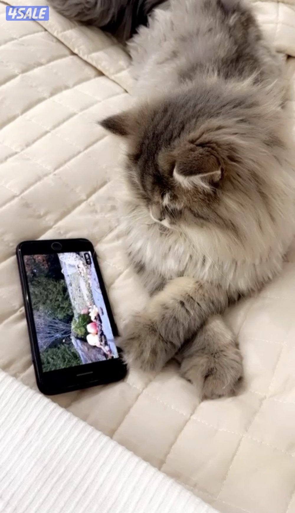 تبني القطو ذكر عمره سنتين و نس4