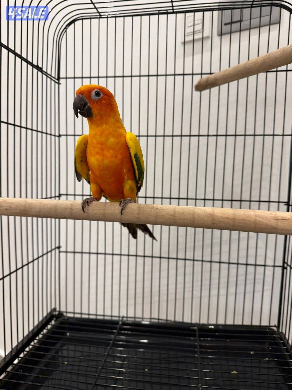 للبيع صنيكور0