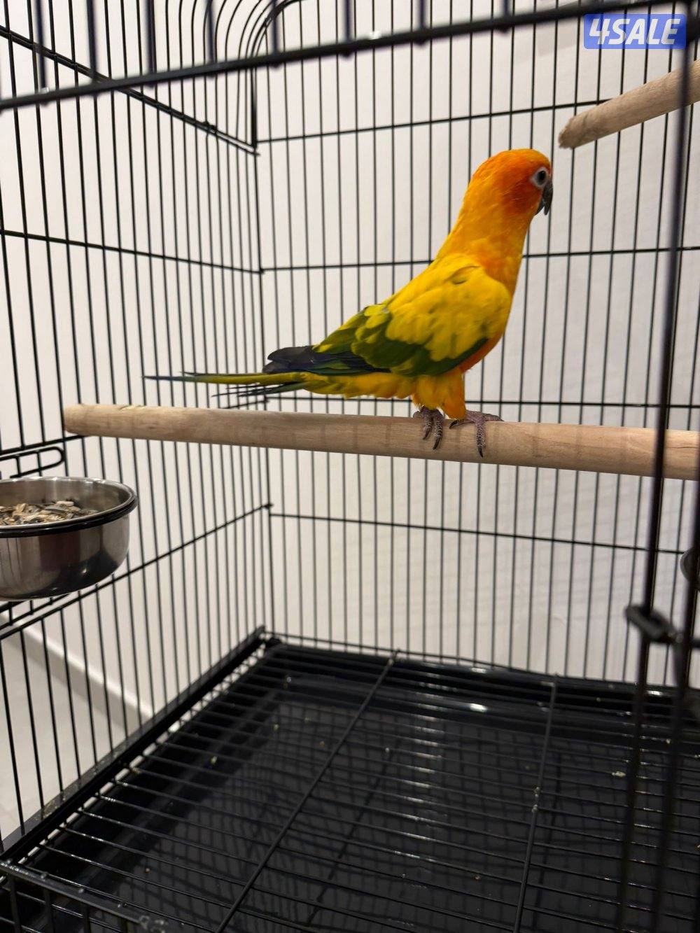 للبيع صنيكور1