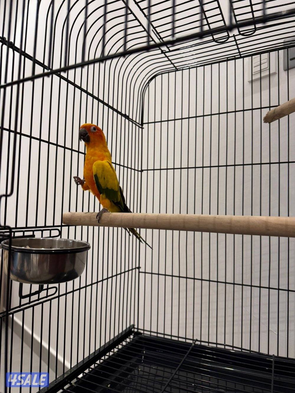 للبيع صنيكور3