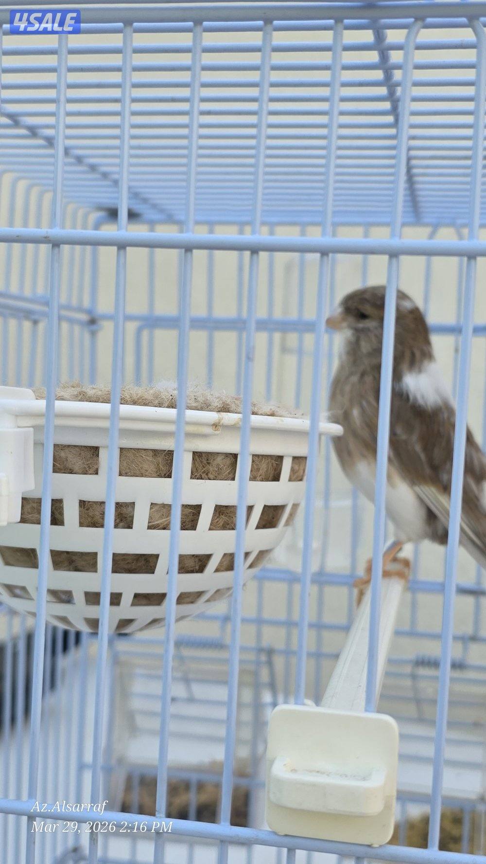 للبيع يوز كناري جولستر شرط الصحه .1