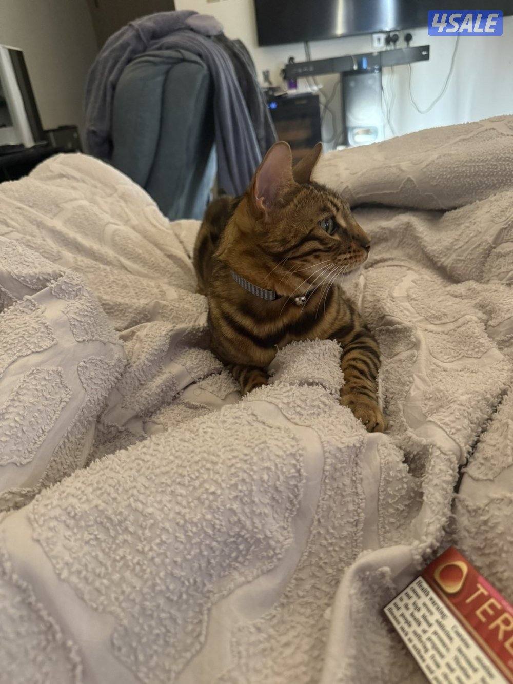 للبيع قطو بنقال مستوى وحجم ونقشه صعبه ومن انتاج بريدر معروف مع اغراضه0