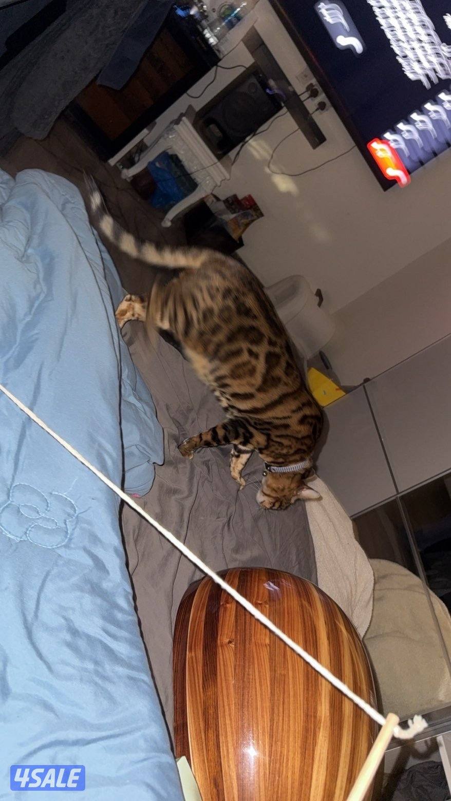 للبيع قطو بنقال مستوى وحجم ونقشه صعبه ومن انتاج بريدر معروف مع اغراضه1