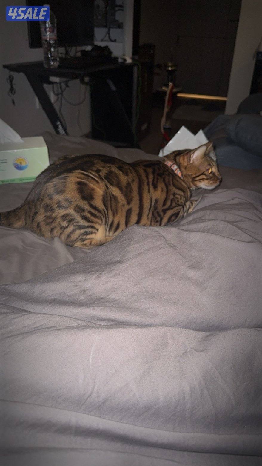 للبيع قطو بنقال مستوى وحجم ونقشه صعبه ومن انتاج بريدر معروف مع اغراضه3