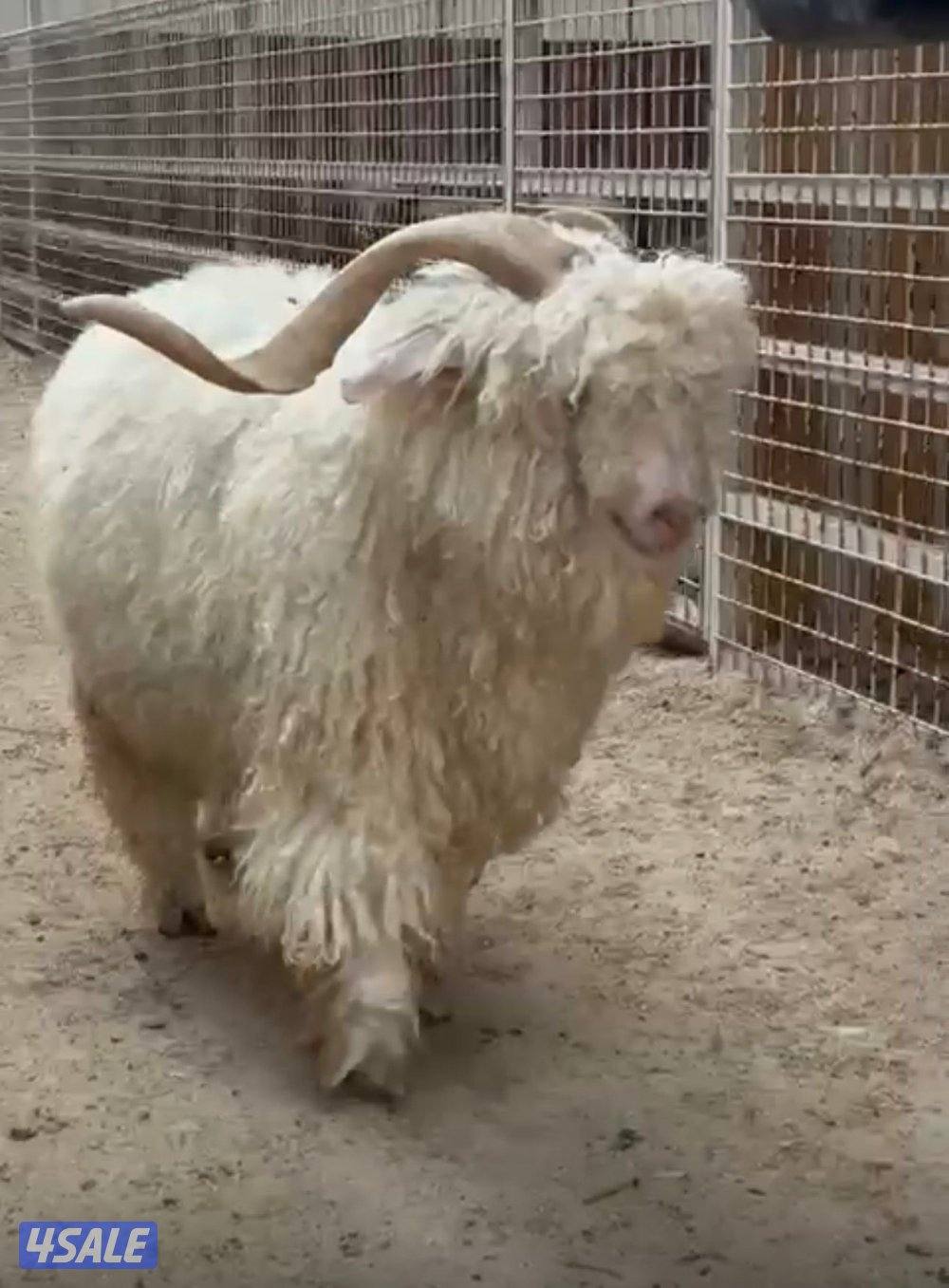 متوفر معزه انغورا استفسار وات سب6/0/6/1/9/9/930