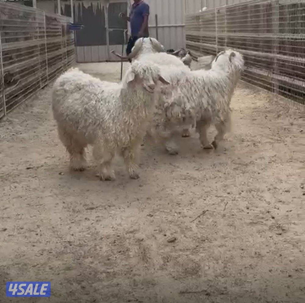 متوفر معزه انغورا استفسار وات سب6/0/6/1/9/9/931