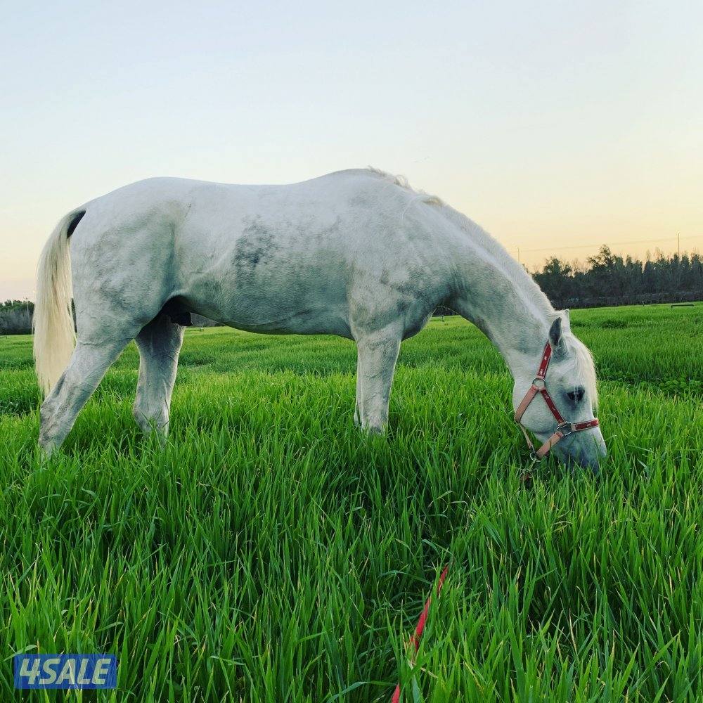 حصان مصري واهو0