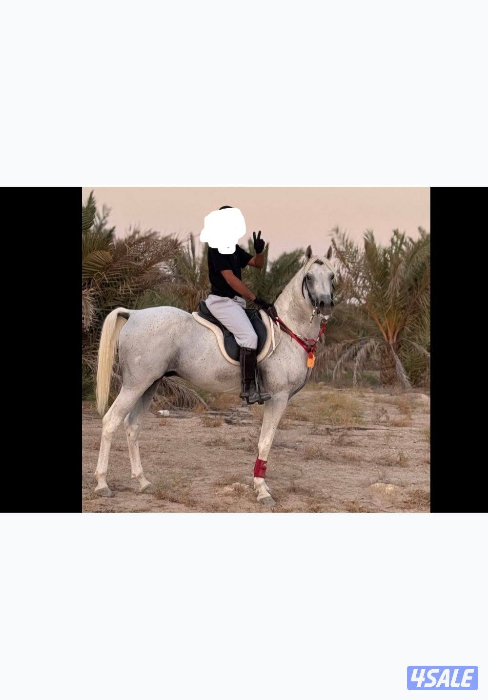 حصان مصري واهو1