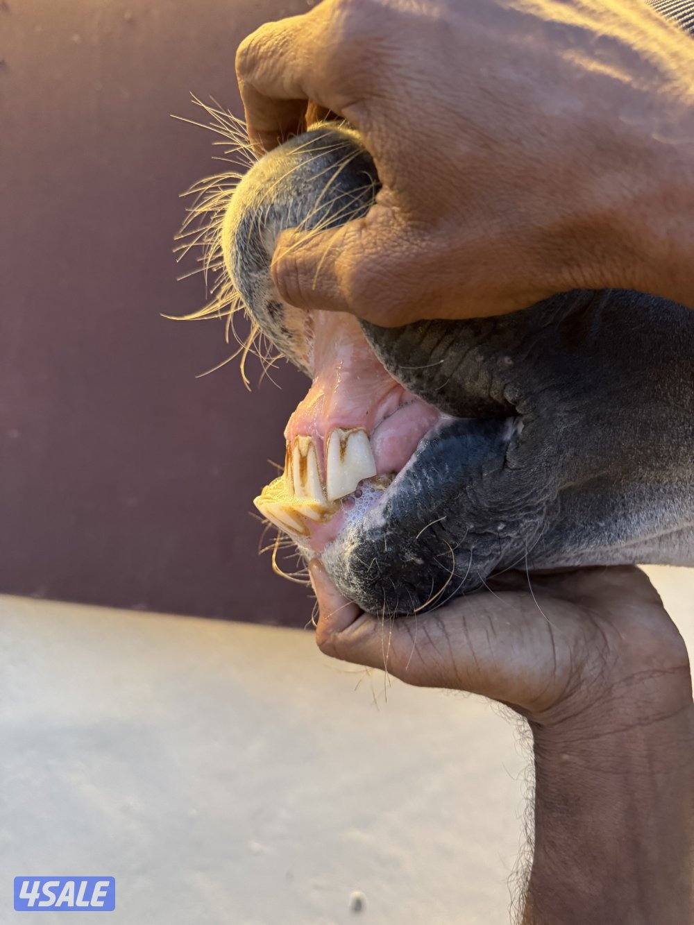 حصان مصري واهو2