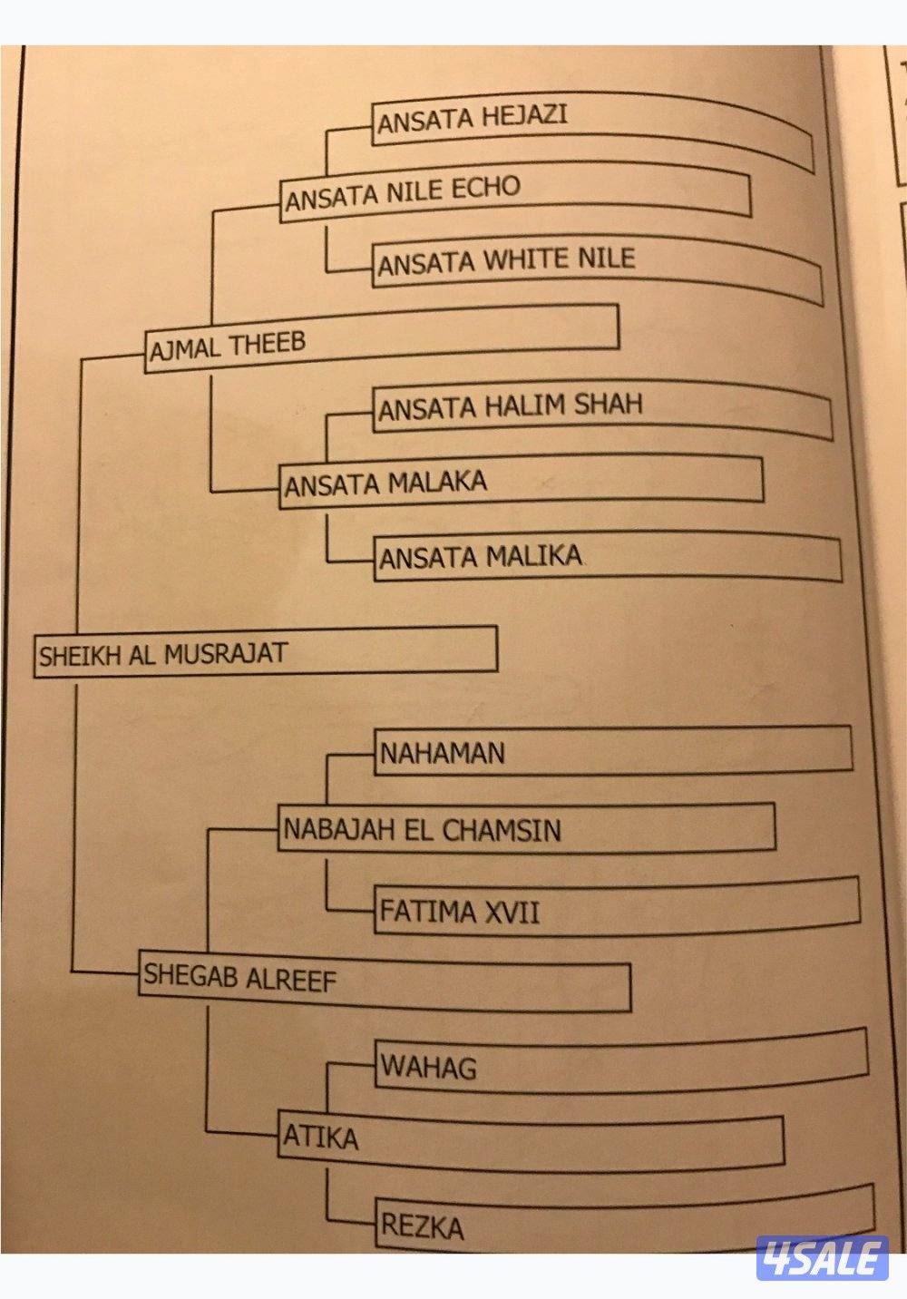 حصان مصري واهو4