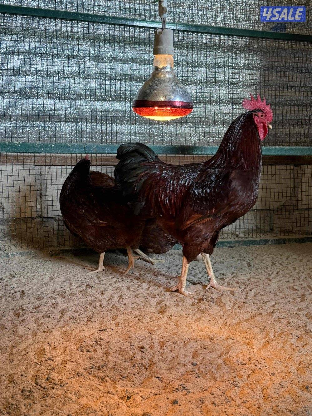 للبيع سلالة رود ايلاند رد الامريكية الضخمة1