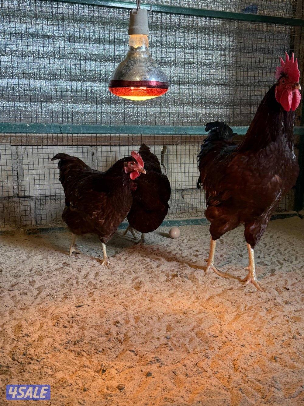 للبيع سلالة رود ايلاند رد الامريكية الضخمة2