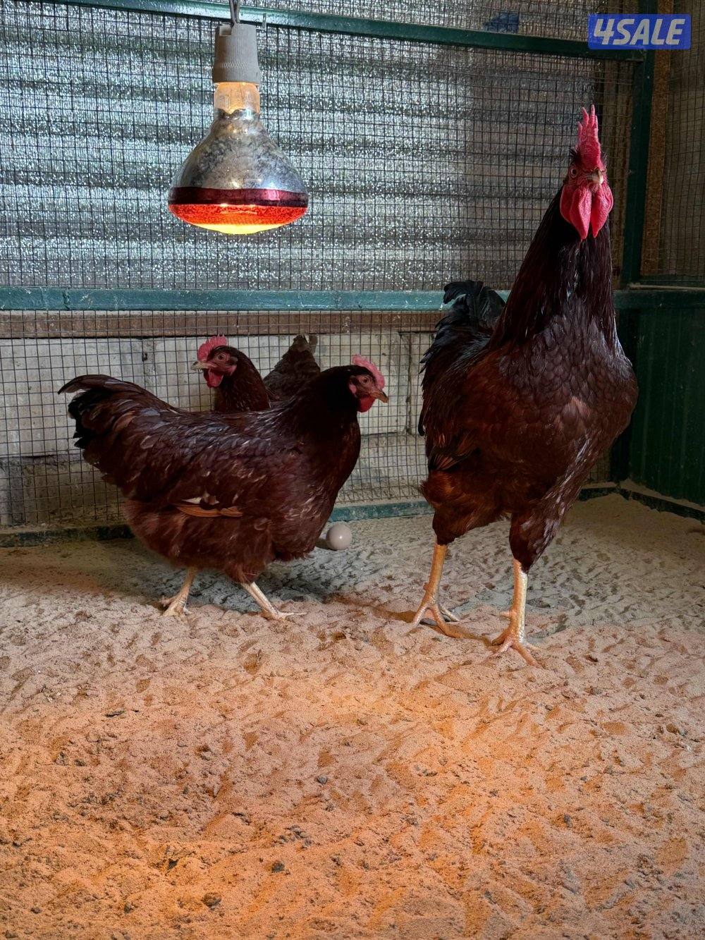 للبيع سلالة رود ايلاند رد الامريكية الضخمة3