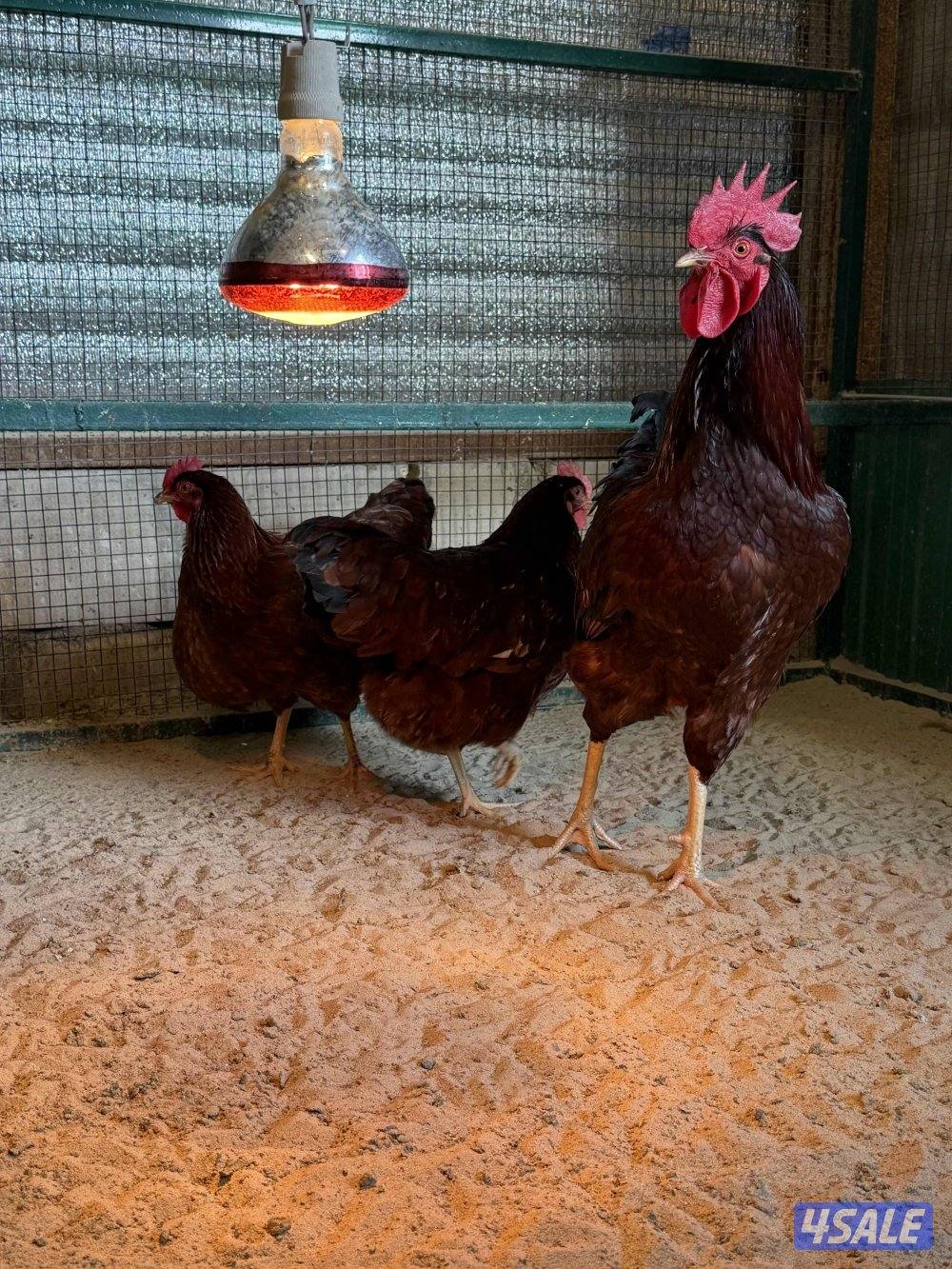 للبيع سلالة رود ايلاند رد الامريكية الضخمة4