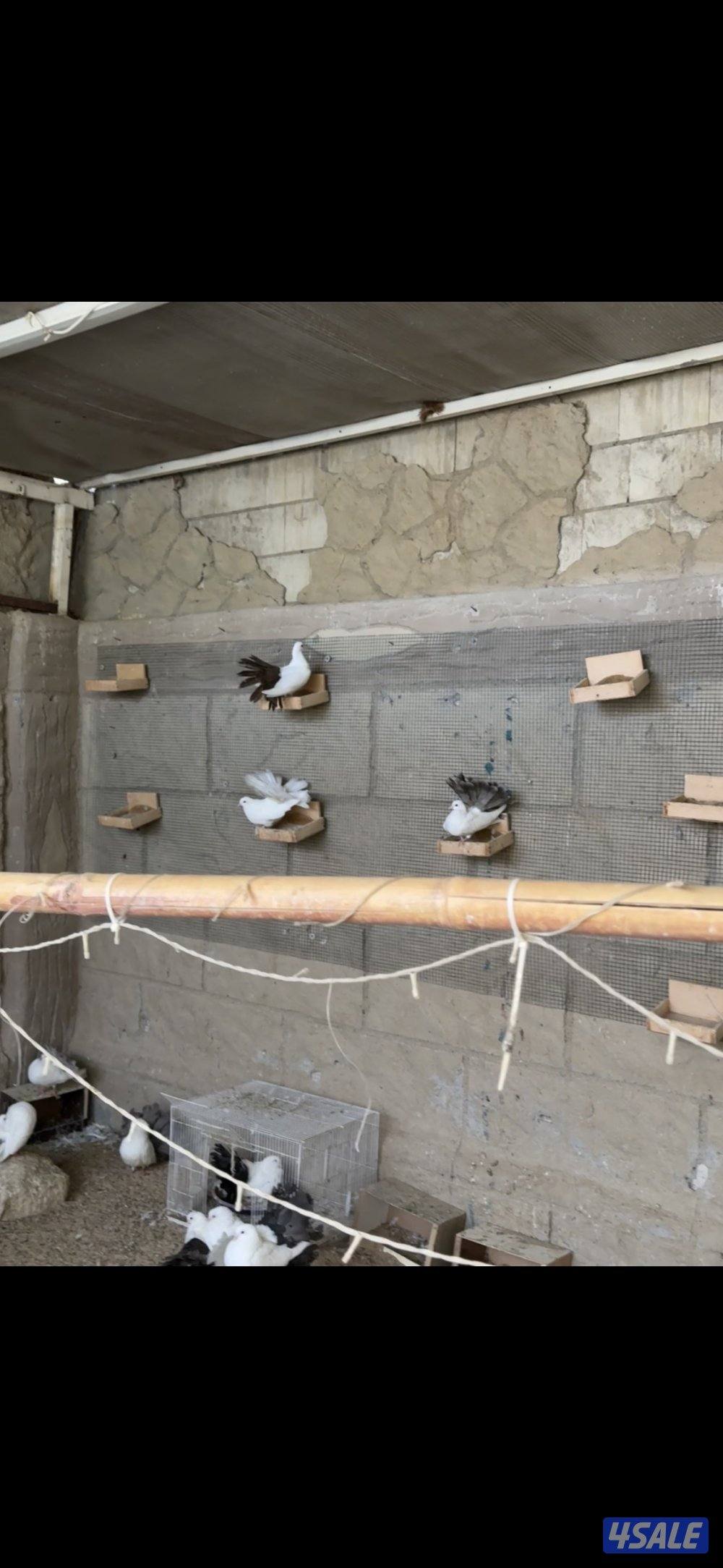 حمام شماسي0