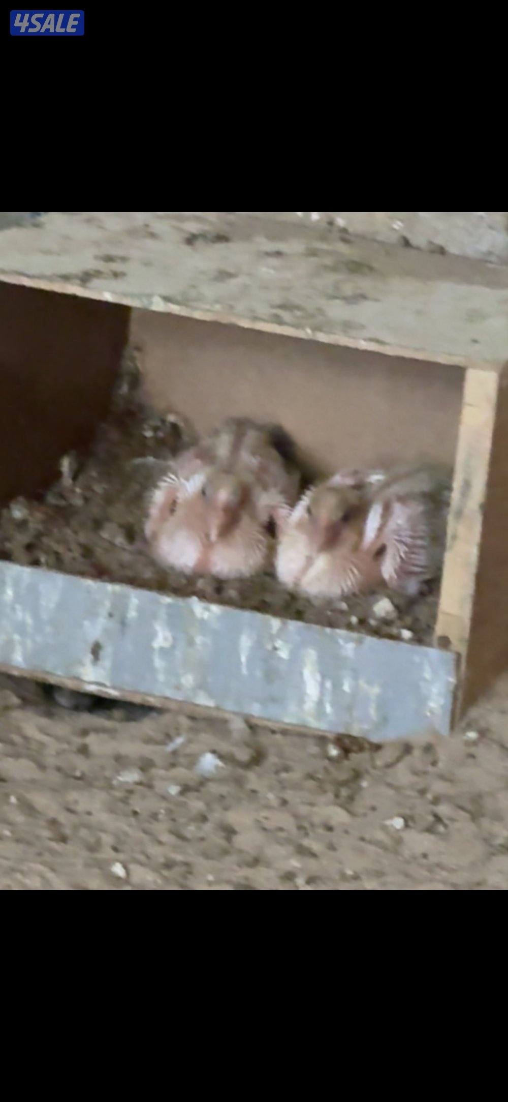 حمام شماسي1