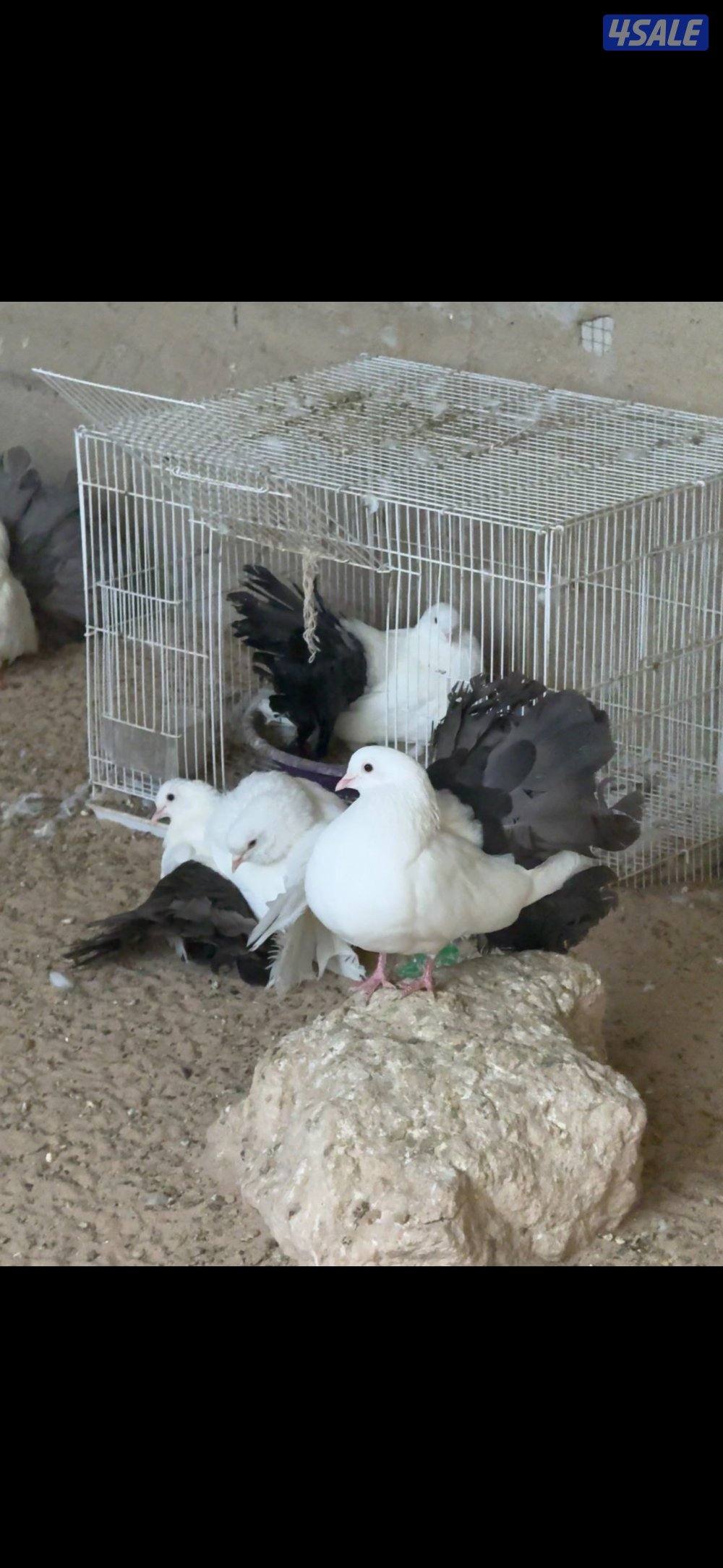 حمام شماسي2