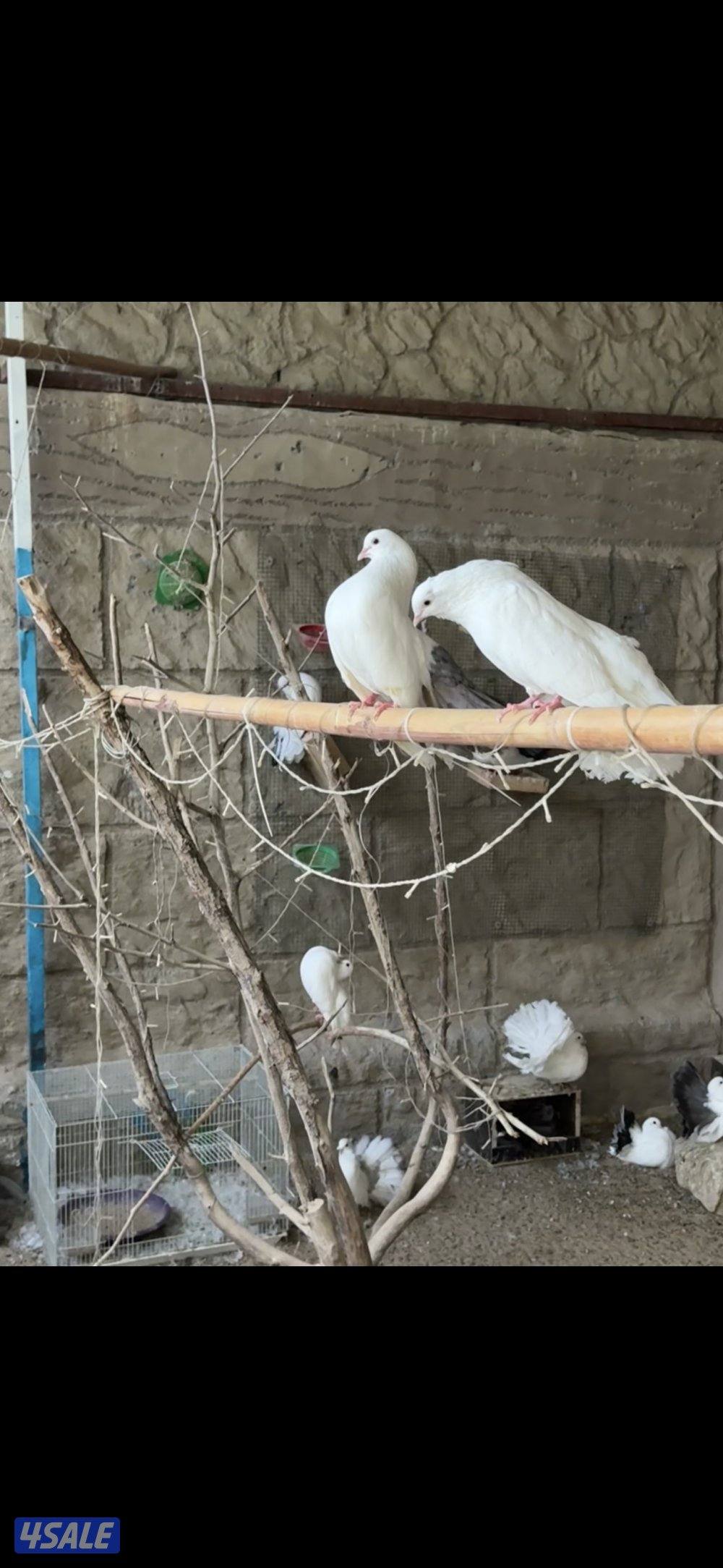 حمام شماسي3