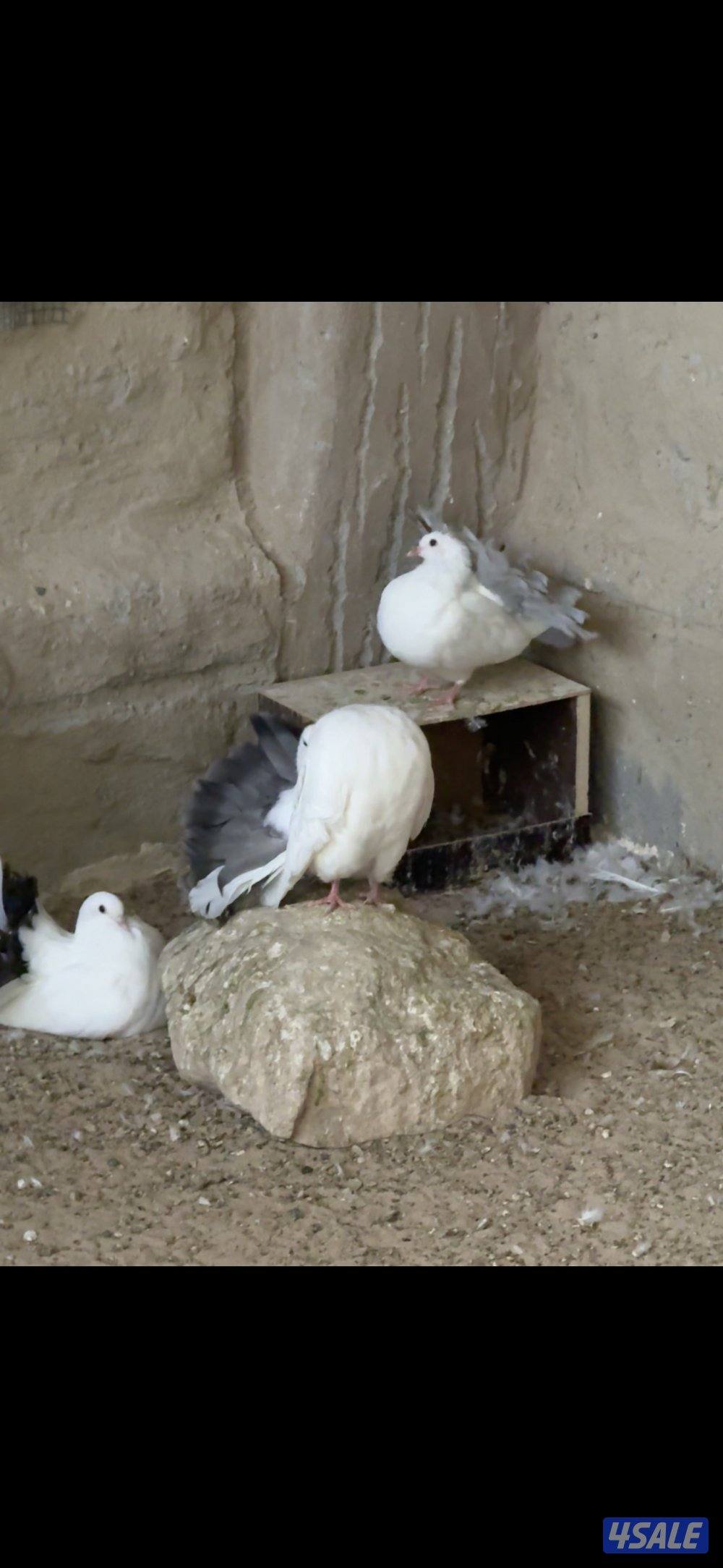 حمام شماسي4