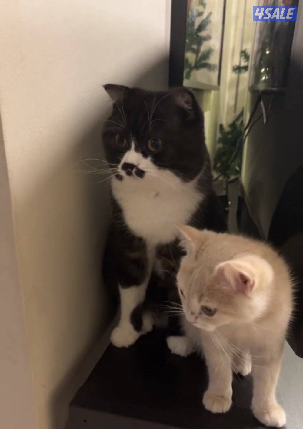 قطتين نثية وذكر للتبني0